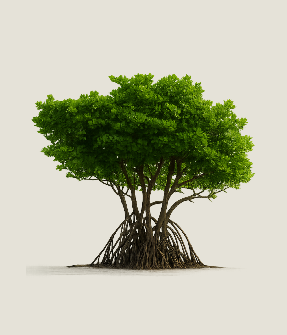 A mangrove tree with its anchoring prop-root system